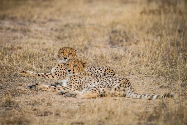 Two Cheetahs laying down — Stock Photo, Image