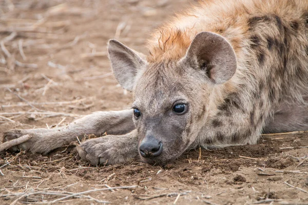 Protagonizada por el cachorro de hiena manchado — Foto de Stock