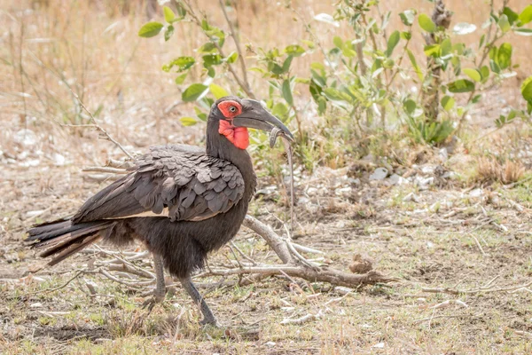 도마뱀과 남부 지상 hornbill — 스톡 사진