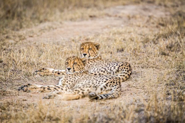 Two Cheetahs laying down — Stock Photo, Image