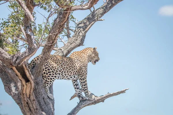 Leopardo em uma árvore — Fotografia de Stock