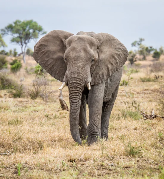 Éléphant marchant vers la caméra — Photo