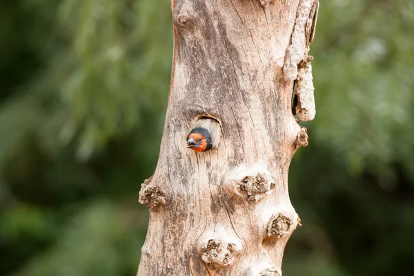 Barbet de colarinho preto em uma árvore — Fotografia de Stock