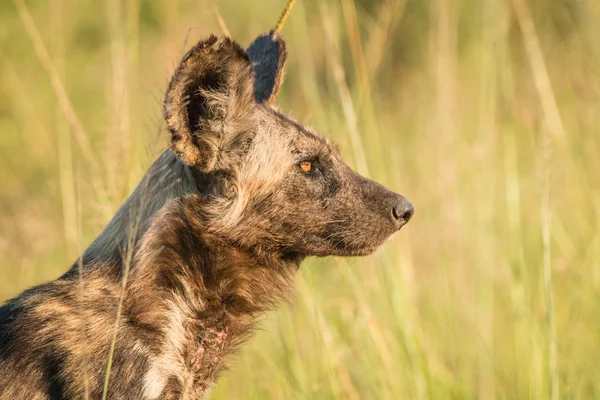 Perro salvaje africano en la luz dorada — Foto de Stock