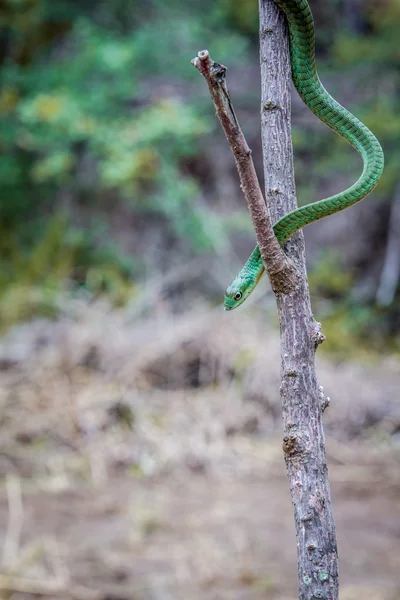 Grüne Mamba auf einem Zweig — Stockfoto