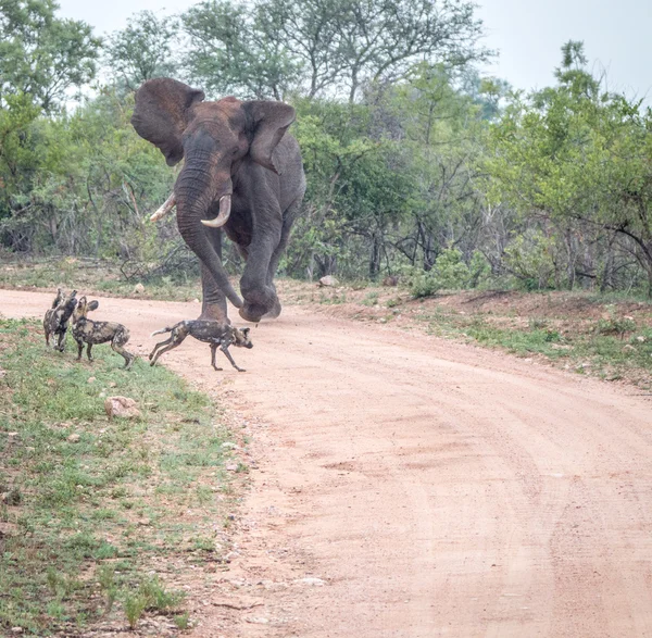 Elephant chasing African wild dogs