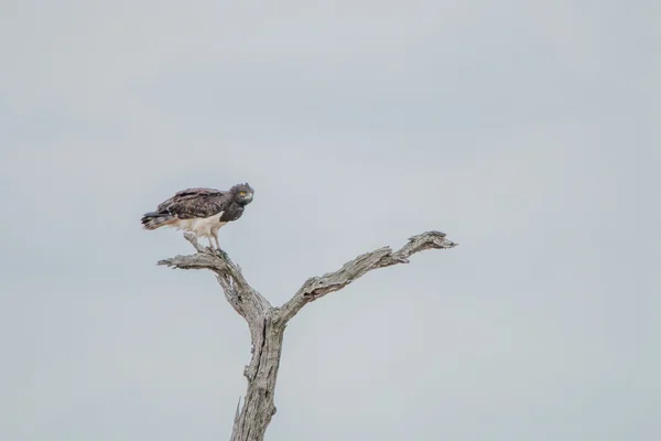 Águila marcial en una rama —  Fotos de Stock