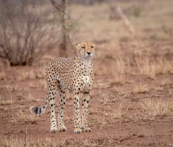 Kruger Cheetah yıldızı — Stok fotoğraf