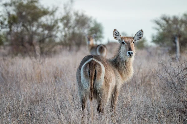 Kruger Waterbucks yıldızı