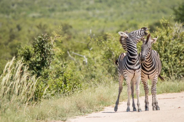 Jugando Cebras en el Kruger —  Fotos de Stock