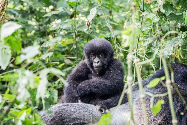 Gorille de montagne bébé sur le dos d'un Silverback — Photo