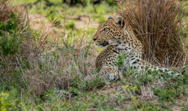 Kruger National Park, Güney Afrika içinde Leopard döşeme.