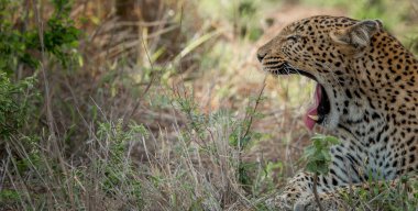 Esneme leopar içinde Kruger National Park, Güney Afrika.