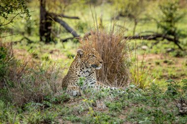 Kruger National Park, Güney Afrika içinde Leopard döşeme.