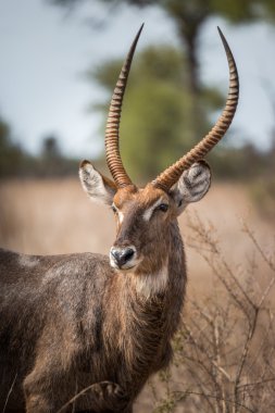 Kruger National Park, Güney Afrika yıldızı waterbuck.