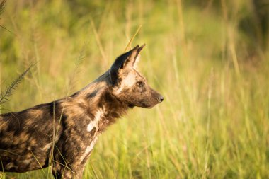 Afrika yaban köpeği Kruger National Park, Güney Afrika için yan profili.