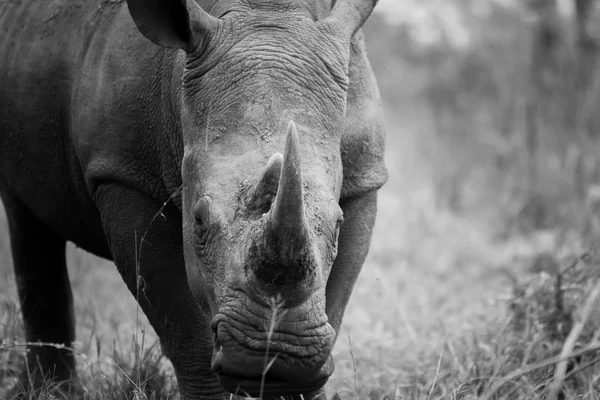 Com rinoceronte branco em preto e branco no Parque Nacional Kruger, África do Sul . — Fotografia de Stock