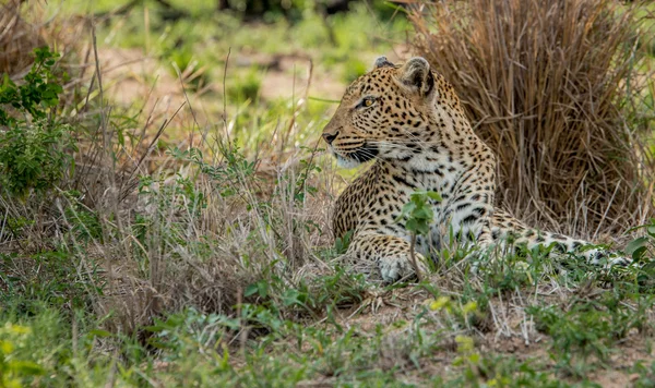 Megállapításáról szóló leopárd, a Kruger Nemzeti Park, Dél-afrikai Köztársaság. — Stock Fotó