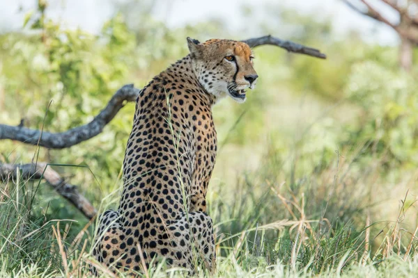 Guepardo sentado en el Parque Nacional Kruger, Sudáfrica . — Foto de Stock
