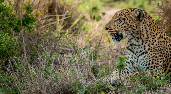Colocación de leopardo en el Parque Nacional Kruger, Sudáfrica . — Foto de Stock
