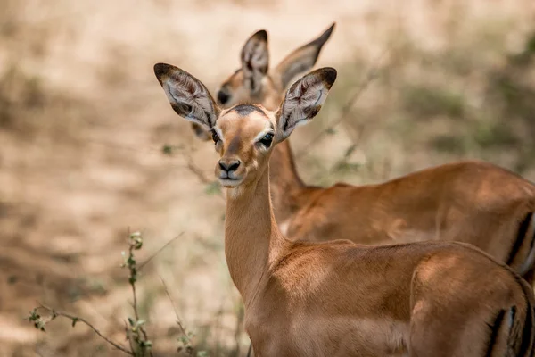 Impalas in het Kruger Nationaal Park, Zuid-Afrika. — Stockfoto