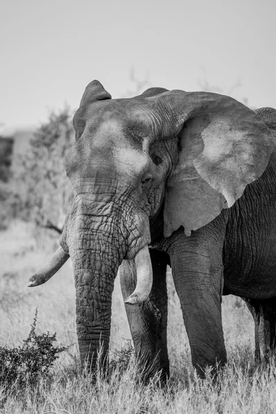 Elefante in bianco e nero nel Kruger National Park, Sud Africa . — Foto Stock