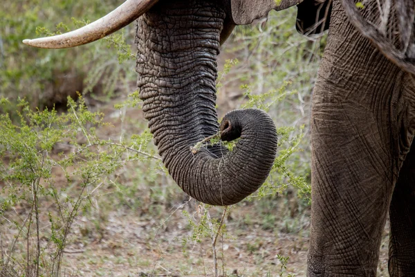 Pnia słonia w Kruger National Park, Afryka Południowa. — Zdjęcie stockowe