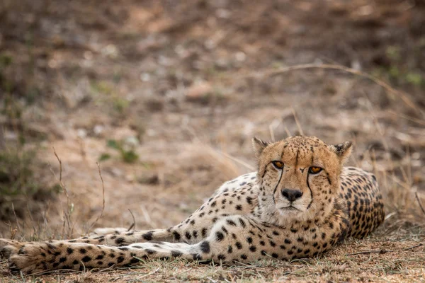 Cheetah Kruger National Park, Güney Afrika için yıldızı. — Stok fotoğraf