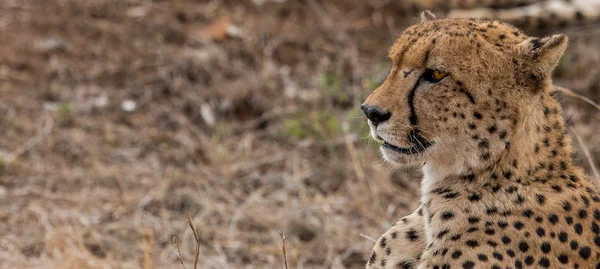 Profil latéral d'un guépard dans le parc national Kruger, Afrique du Sud . — Photo