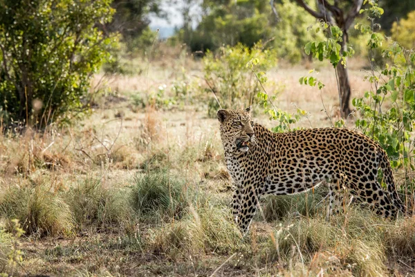 Promenade du léopard dans le parc national Kruger, Afrique du Sud . — Photo