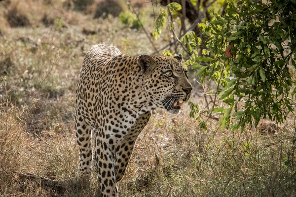 Περπάτημα λεοπάρδαλη στην Κρούγκερ εθνικό πάρκο, Νότια Αφρική. — Φωτογραφία Αρχείου