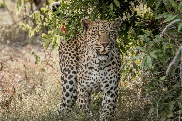 Mit Leoparden im Kruger Nationalpark, Südafrika. — Stockfoto