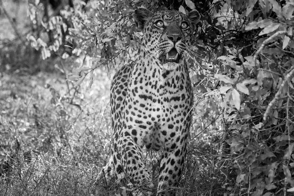 Leopardo olhando para cima em preto e branco no Parque Nacional Kruger, África do Sul . — Fotografia de Stock