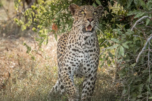 Leopard im Kruger Nationalpark, Südafrika. — Stockfoto