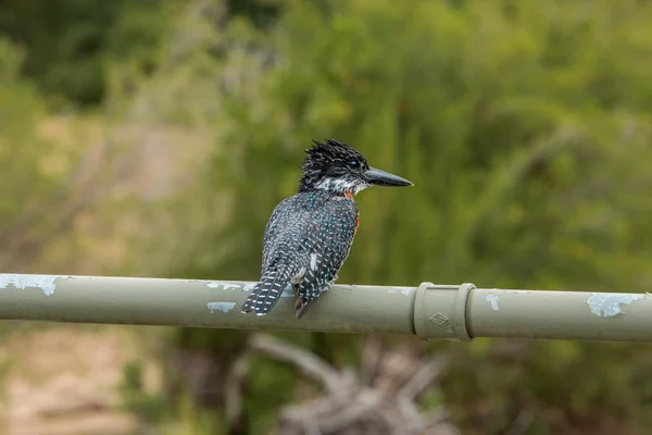 Dev kingfisher Kruger National Park, Güney Afrika için. — Stok fotoğraf