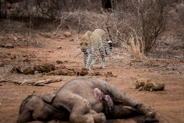 Λεοπάρδαλη περπάτημα σε ένα ελέφαντα σφαγίου σε το Kruger National Park, Νότια Αφρική. — Φωτογραφία Αρχείου