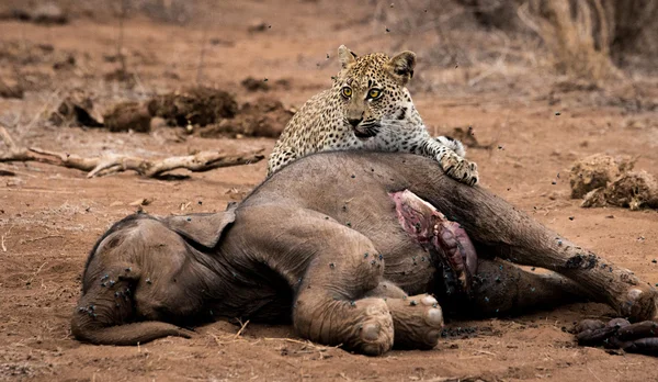 Leopardo alimentando-se de uma carcaça de elefantes no Parque Nacional Kruger, África do Sul . — Fotografia de Stock