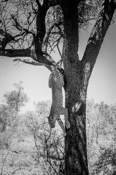 Leopard in a tree in the Kruger National Park, South Africa.