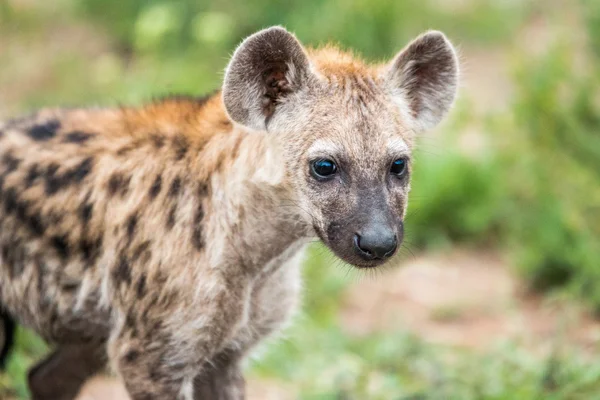 Protagonizada por Spotted hiena cachorro en el Parque Nacional Kruger, Sudáfrica . — Foto de Stock