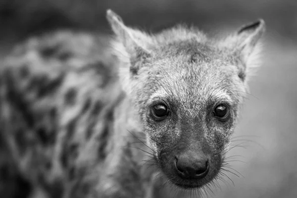 Starring Spotted hyena cub in black and white in the Kruger National Park, South Africa.
