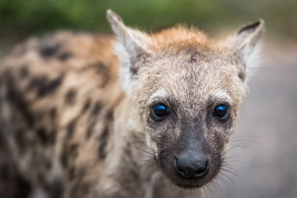 Protagonizada por Spotted hiena cachorro en el Parque Nacional Kruger, Sudáfrica . — Foto de Stock