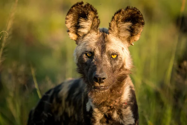 Güney Afrika 'daki Kruger Ulusal Parkı' nda Afrika Vahşi Köpeği.