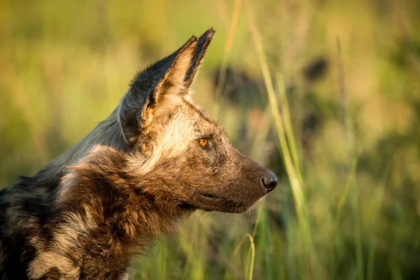Side profile of an African wild dog in the Kruger National Park, South Africa. — Stock Photo, Image