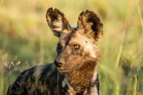 Met Afrikaanse wilde hond in het Kruger National Park, Zuid-Afrika. — Stockfoto