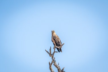 Daha az lekeli kartal ağaçta Kruger National Park.