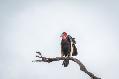 Güney kara Kartallar ağaçta Kruger National Park.