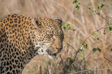Yan profil bir leopar Kruger National Park.