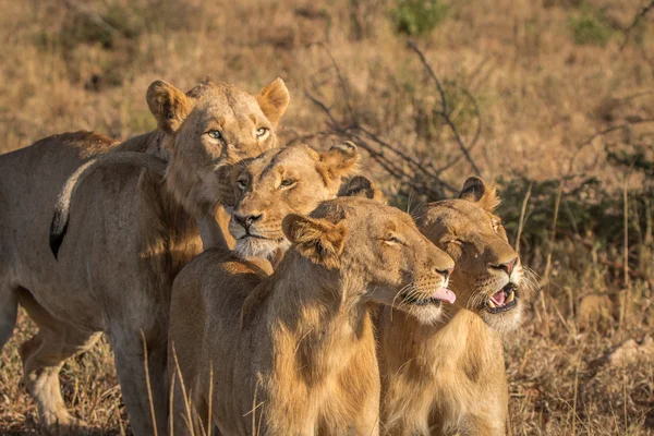 Trois lions liés dans le parc national Kruger . — Photo