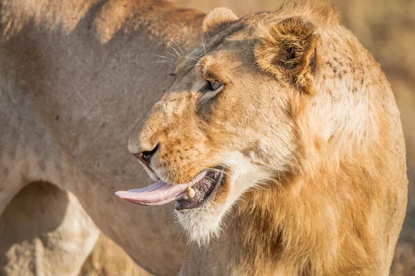 Löwe streckt im Kruger Nationalpark die Zunge heraus. — Stockfoto