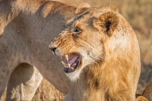 Gruñendo León en el Parque Nacional Kruger . — Foto de Stock